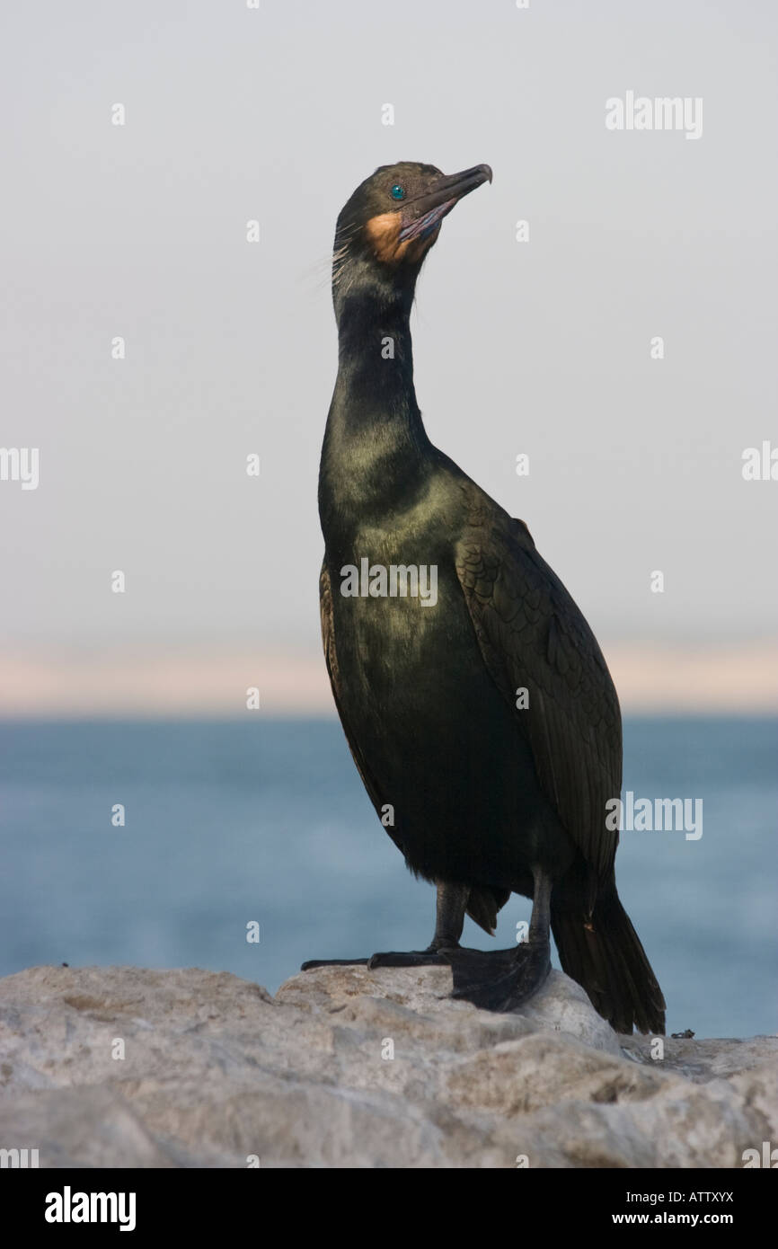 Brandt`s Cormorant Phalacrocorax penicillatus Monterey California standing Stock Photo